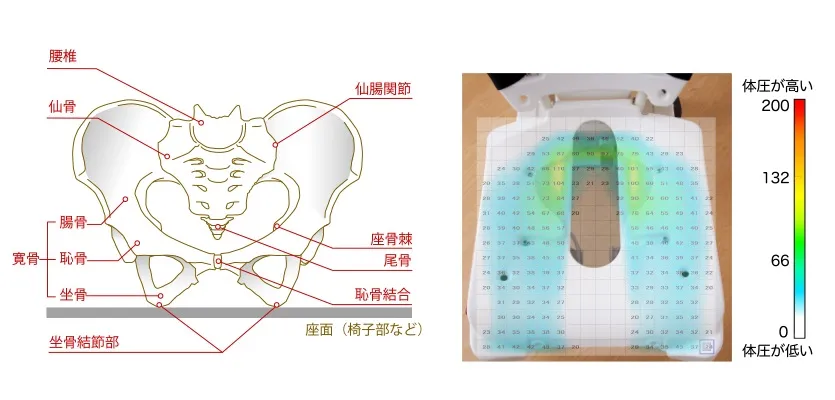 圧力が集中するほど赤くなります